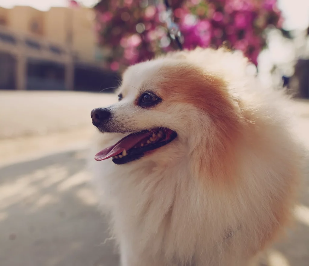um cão da raça lulu da pomerânia respirando rápido.