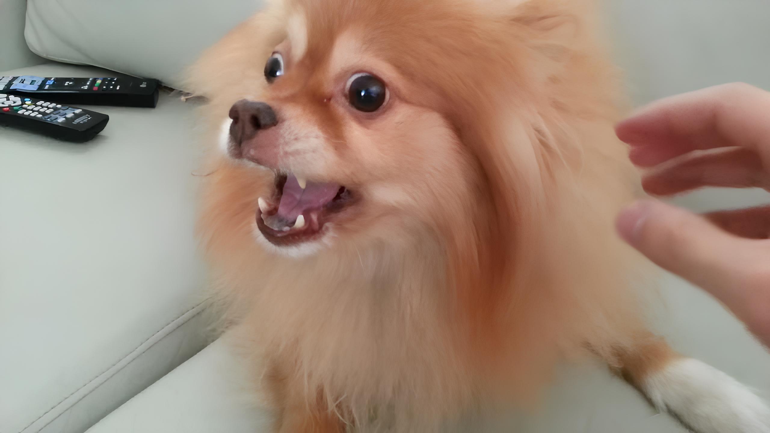 um cão da raça lulu da pomerânia com sinais de agressividade.
