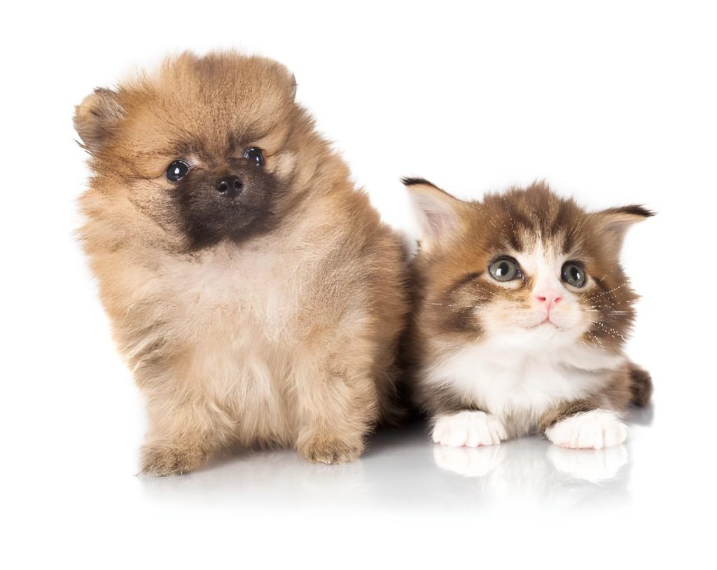 um cão filhote da raça lulu da pomerânia com um filhote de gatihho