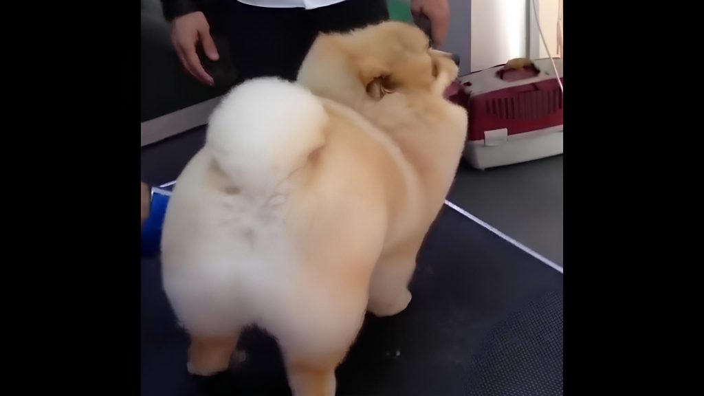 um cão da raça lulu da pomerânia em um pet shop
