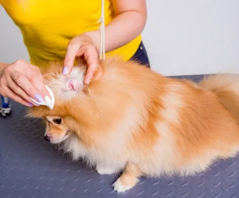 um cão da raça lulu da pomerânia com uma pessoa fazendo limpeza em seu ouvido.