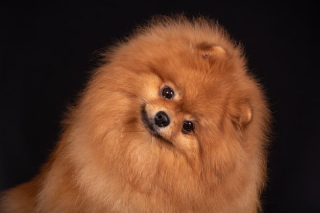 um cão da raça lulu da pomerânia na pelagem laranjada.