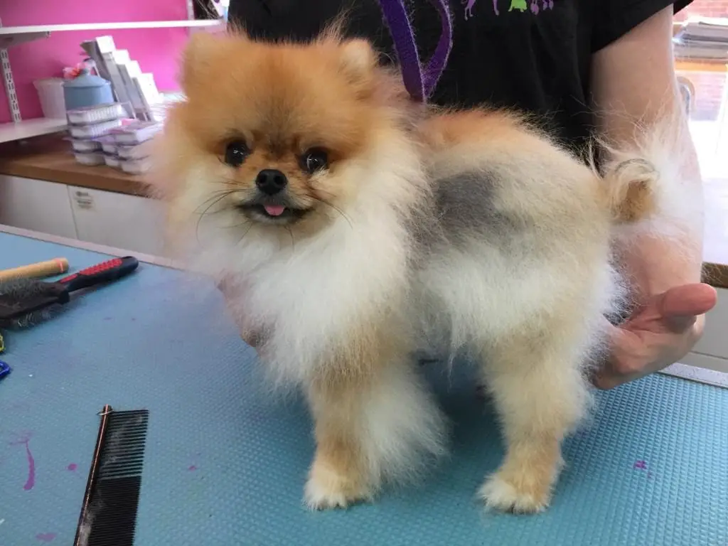 um cão da raça lulu da pomerânia com inicio de uma dermatite atópica.