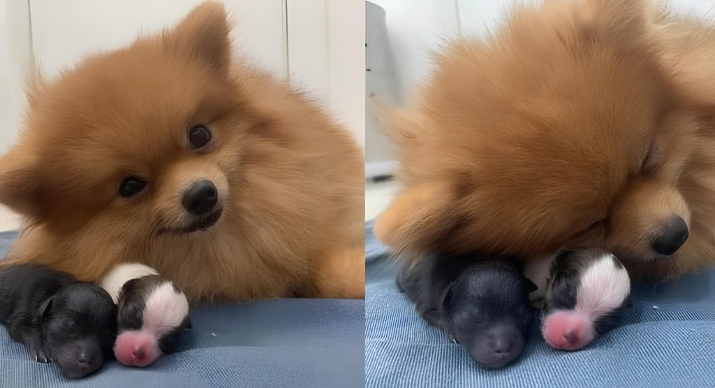 uma mamãe lulu da pomerânia com seus filhotes.