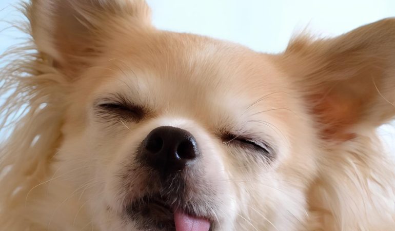 um cão da raça lulu da pomerânia com a língua de fora.