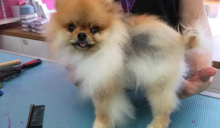 um cão da raça lulu da pomerânia sendo avaliado por uma pessoa em um pet shop