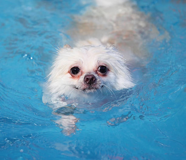 um cão da raça lulu da pomerânia na pelagem branca na piscina