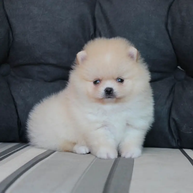 um cão filhote da raça lulu da pomerânia sentado em um sofá.