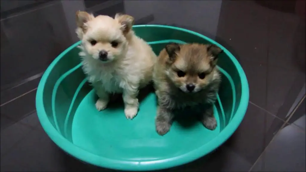dois cães filhotes da raça lulu da pomerânia em um banheira.