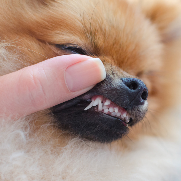 um cão da raça lulu da pomerânia sendo examinado nos seus dentes.