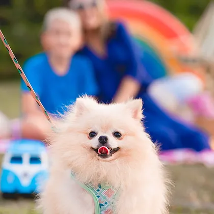 Um cão da raça lulu da pomerânia com uma guia de passeio.