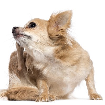 um cão da raça lulu da pomerânia se coçando por conta de um fungo nas orelhas.