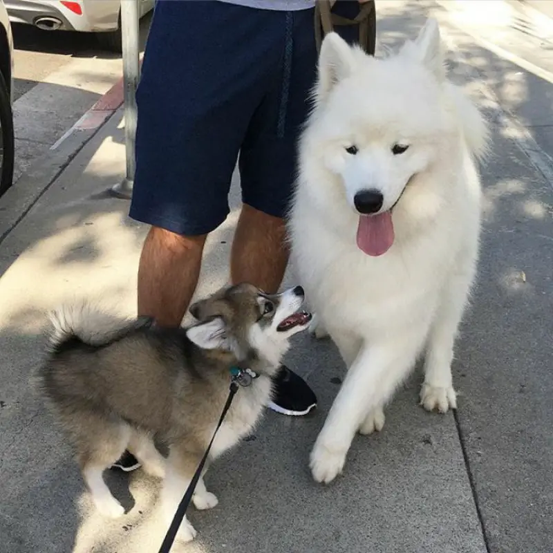 um cão da raça lulu da pomerânia com Husky siberiano junto com seu tutor.