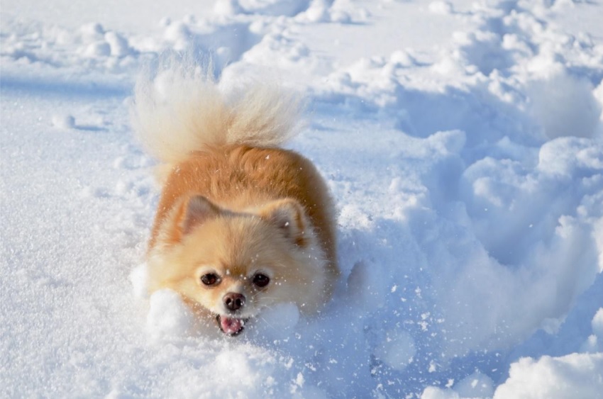 um cão da raça lulu da pomerânia agitado brincando na neve