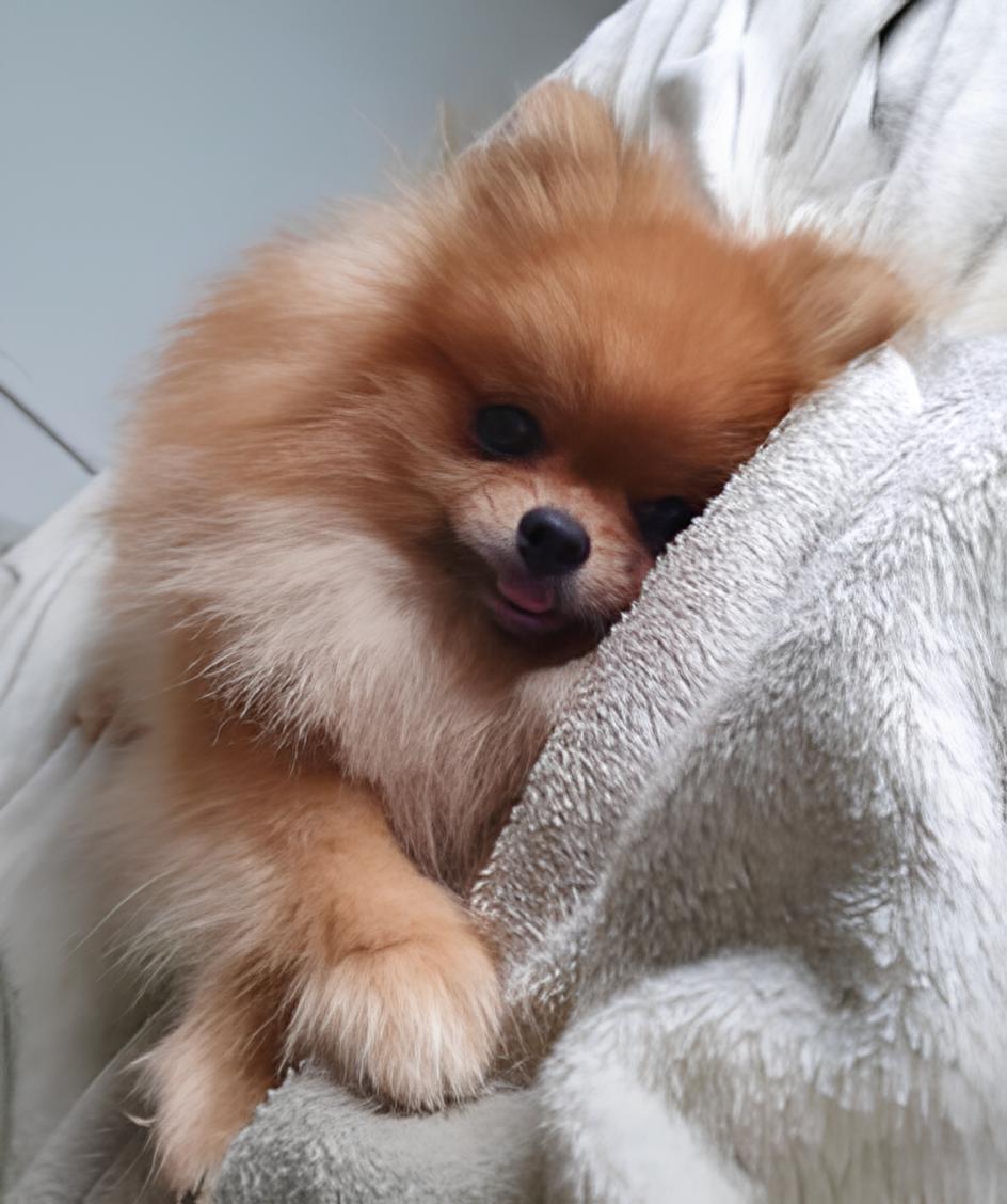 um cão da raça lulu d apomerânia deitado em uma cama com sono.