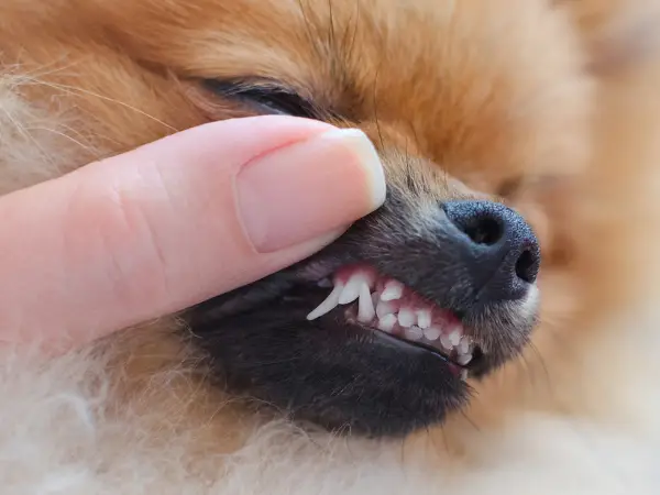 Um cão da raça lulu da Pomerânia sendo examinados nos dentes.