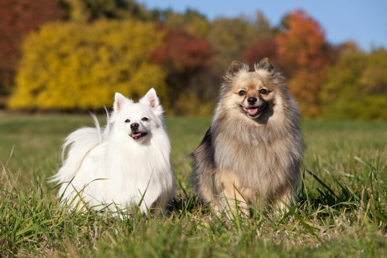 dois cães da raça lulu da pomerânia em um gramado, preparando para uma exposição canina.