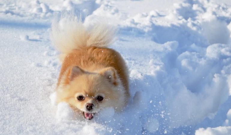 um cão da raça lulu da pomerânia agitado