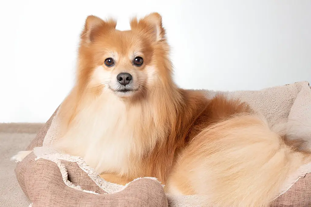 um cão da raça lulu da pomerânia deitado com sintomas de hérnia de disco.