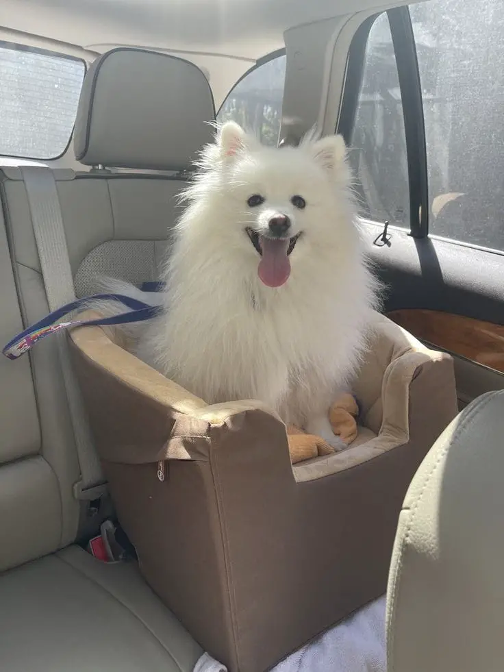 um cão da raça lulu da pomerânia dentro do carro com cadeirinha e cinto de segurança.
