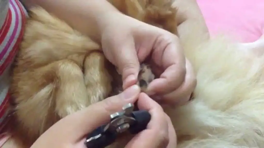 um cão da raça lulu d apomerânia cortando as unhas.