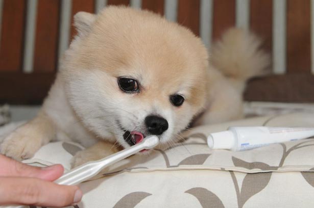 lulu da pomerânia escobvando os dentes