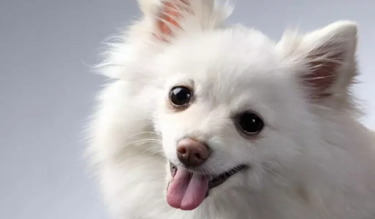 um cão da raça lulu da pomerânia na pelagem branca.