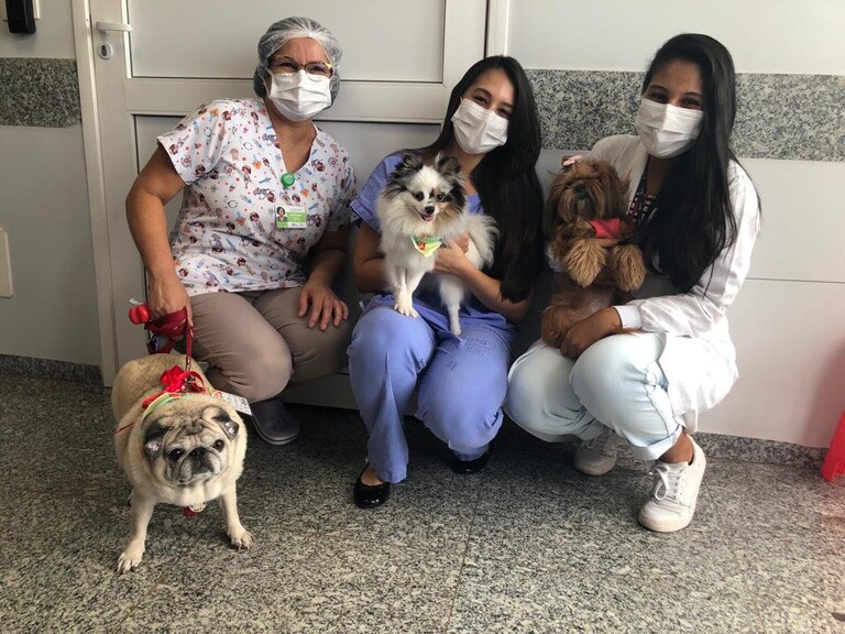 pet terapia realizada com lulu da pomerânia