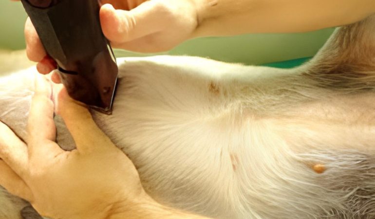 um cão da raça lulu da pomerânia fazendo procedimento de tricotomia.