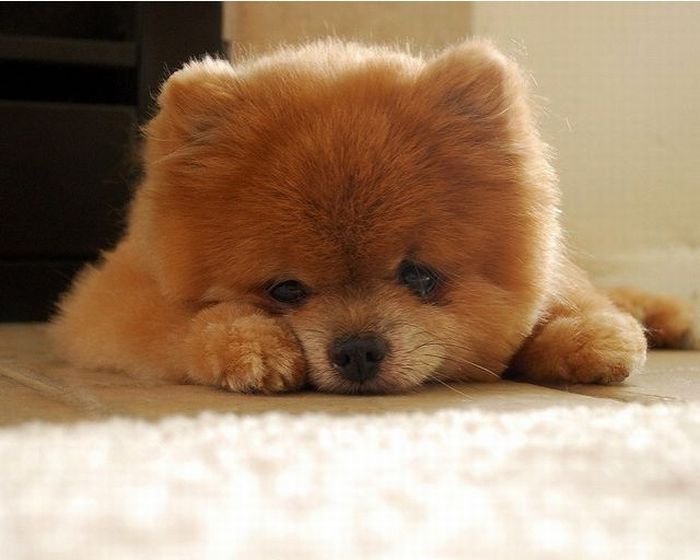 lulu da pomerânia deitado em um chão se sentindo sonolento