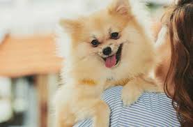 um cão da raça lulu da pomerânia com dores nos ossos