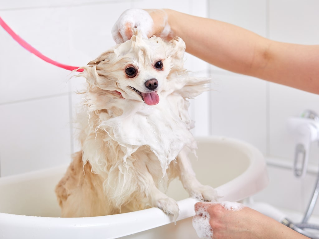 um cão da raça lulu d apomerânia tomando em banho em uma banheira em casa.