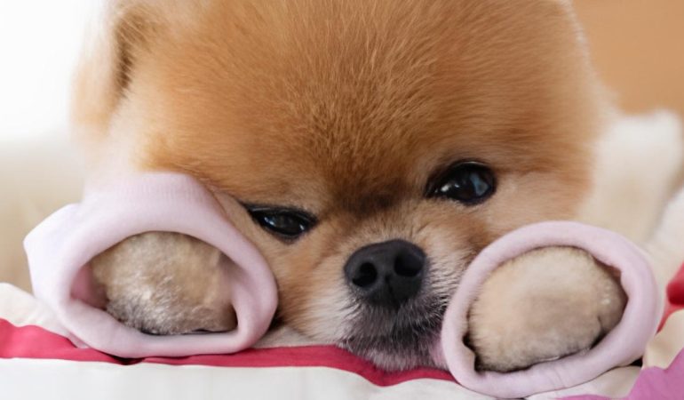 um cão da raça lulu da pomerânia deitado em um chão estressado.