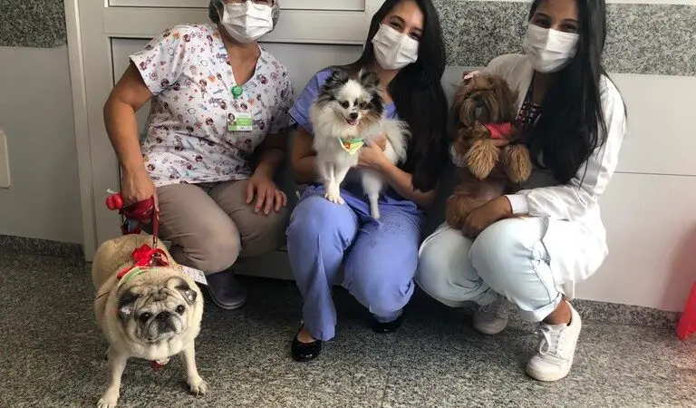 sessão de pet terapia em um hospital