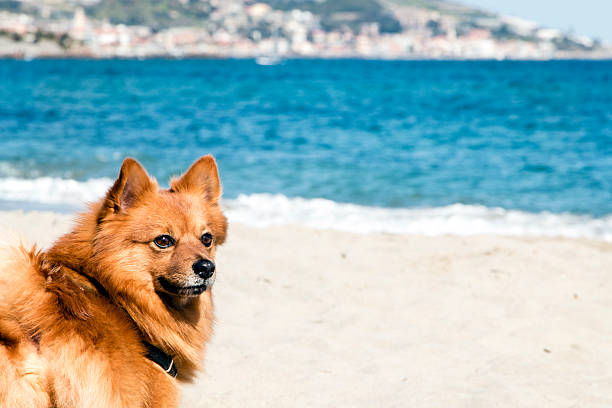 um cão da raça lulu da pomerânia na praia.