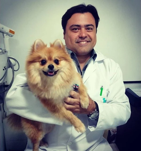 um cão da raça lulu da pomerânia no colo do veterinário.