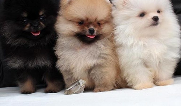 três filhotes da raça lulu d apkmerânia com cores de pelagens difetentes