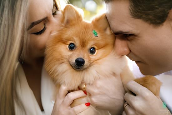 lulu da pomerânia sendo acalmado por um homem e uma mulher.