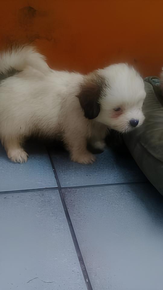 um cão filhote do cruzamento das raças lulu da pomerânia e pinsher