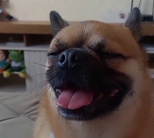 um cão fruto do cruzamento das raças lulu da pomerânia e pug