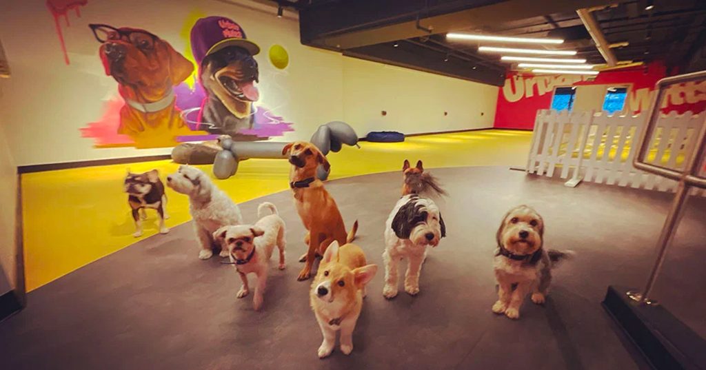 um hotel para cães com vários cães de raças diferentes brincando.