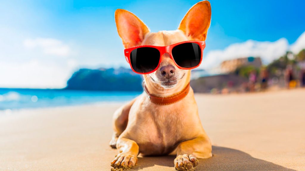 um cão na areia de praia com óculos escuros tomanado sol.
