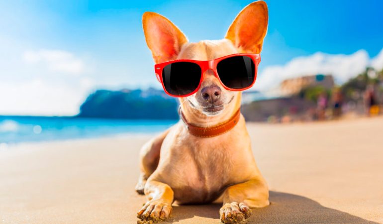 um cão deitado no chão de uma areia de praia com óculos escuros.