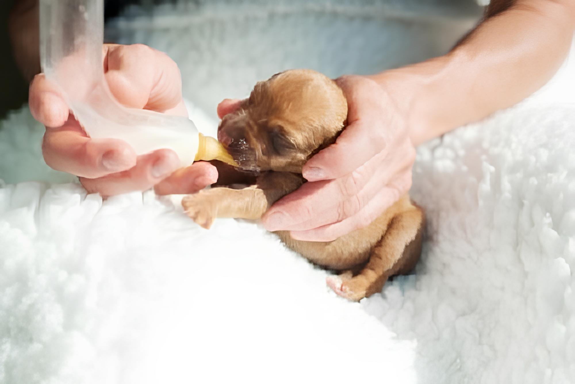 um filhote de lulu da pomerânia sendo amamentado com leite em fórmula na mamadeira.