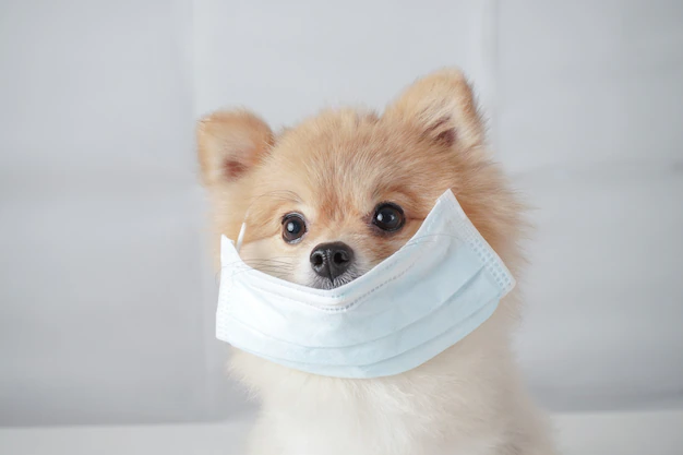 um cão da raça lulu da pomerânia com uma máscara prevenindo a gripe.