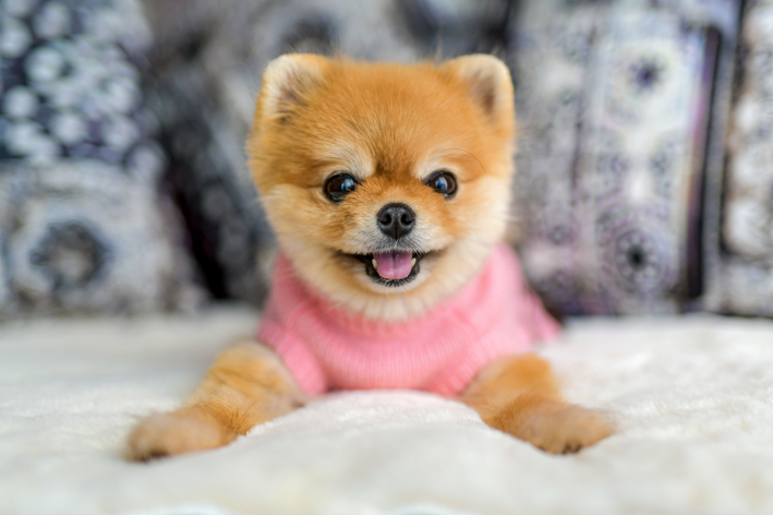 um cão da raça lulu da pomerânia com roupinha pet de frio na cor rosa, ele esta em cima de um sofá.