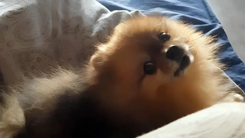 um cão da raça lulu da pomerânia deitado em cima de cobertores,