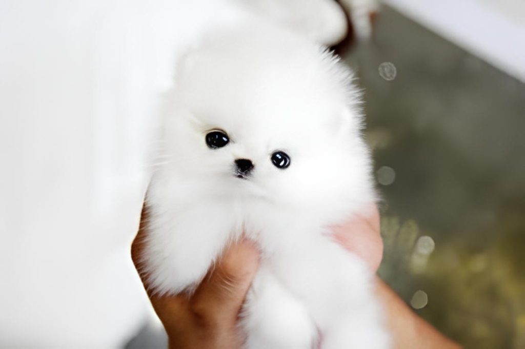 um cão da raça lulu da pomerânia micro sendo segurado por uma pessoa