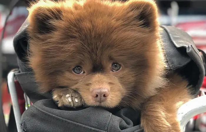 Um cão da raça lulu da pomerânia na cor chocolate com febre