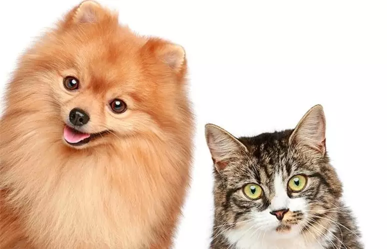 um cão da raça lulu da pomerânia e ao lado dele um gato.